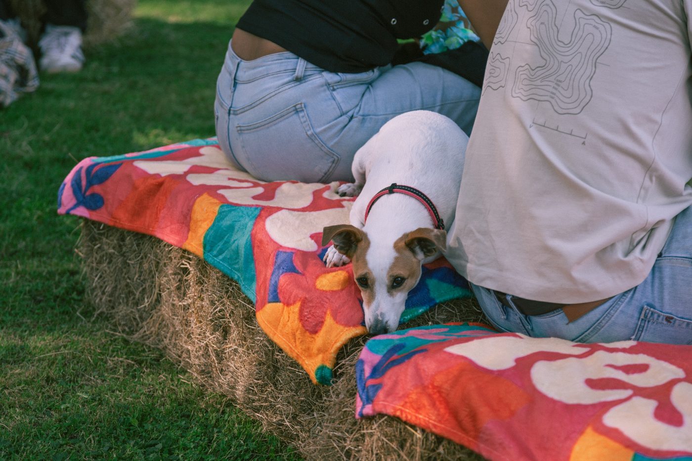 A four-legged guest on the hay bales